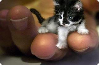  smallest and cutest kitten I´ve seen